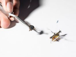 Inženjerska čuda utorkom: bežični leteći robotski insekt