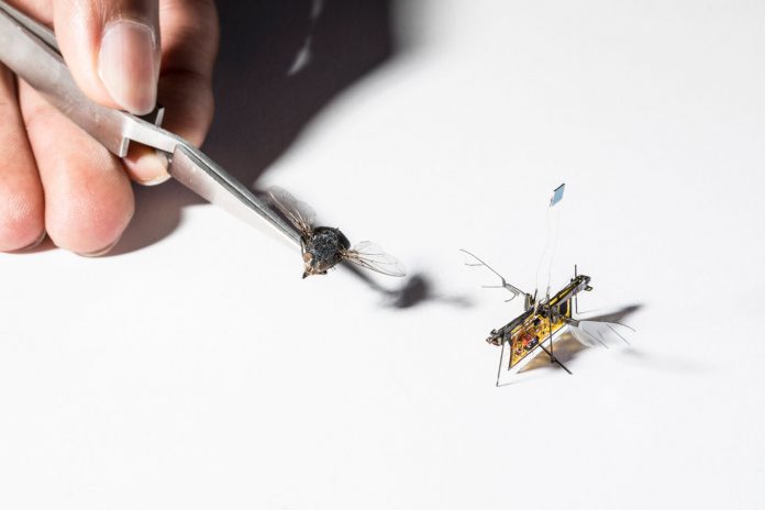 Inženjerska čuda utorkom: bežični leteći robotski insekt