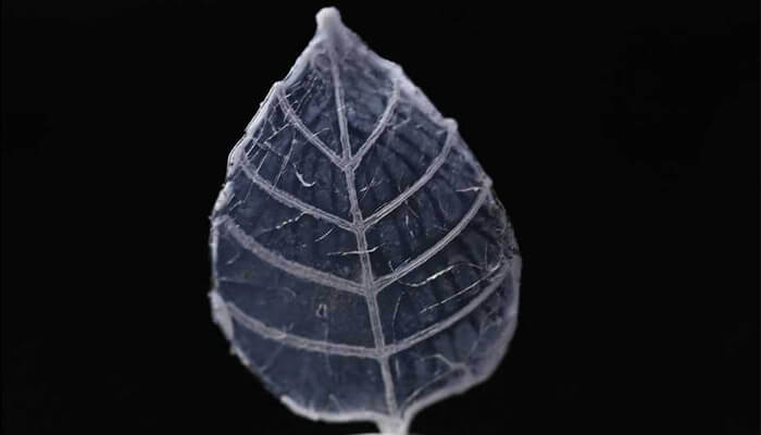 3d printed glass leaf